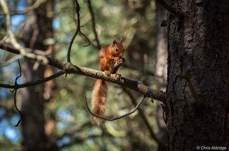 Red squirrel eating